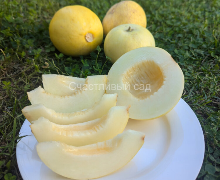 Дыня Белая индийская