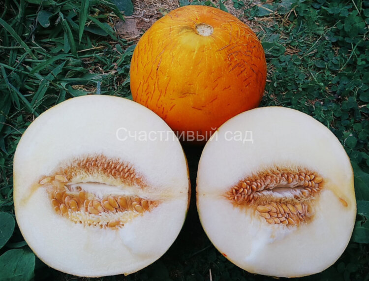 Дыня Памяти Пангалло