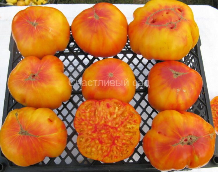 Burracker's Favorite (Бурракерские любимцы)