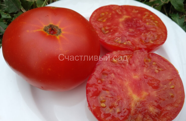 Sweet Scarlet Dwarf (Сладкий алый гном)