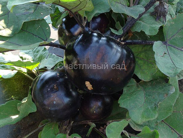 Баклажан Лаура