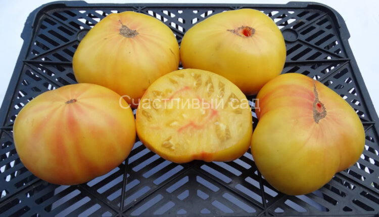 Минусинское манго