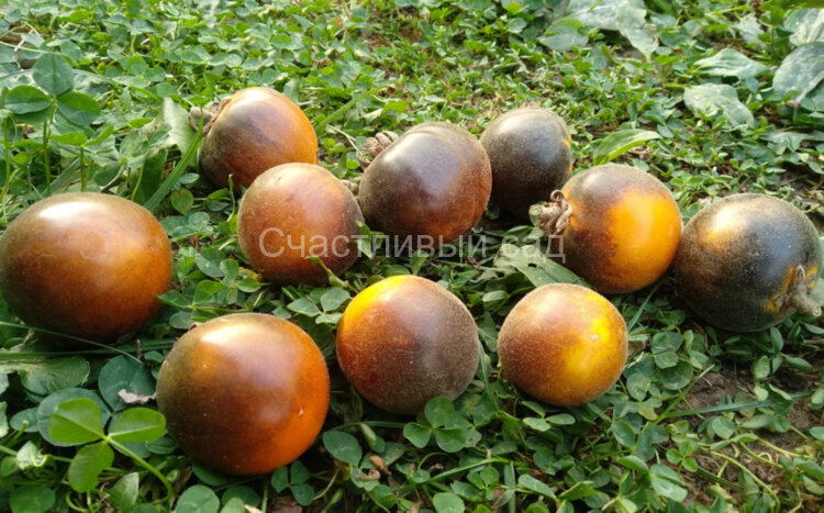 Elma Blue (Синяя Эльма)