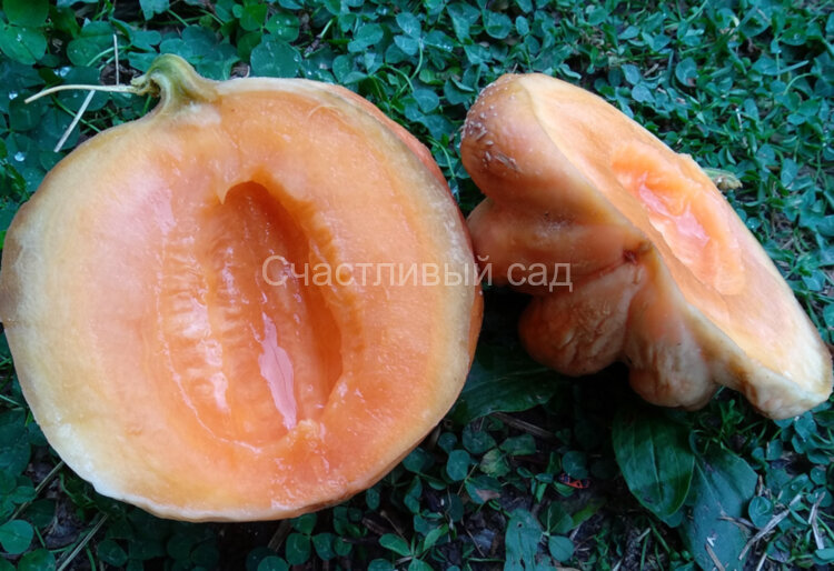 Дыня Delice De La Table (Столовая деликатесная)