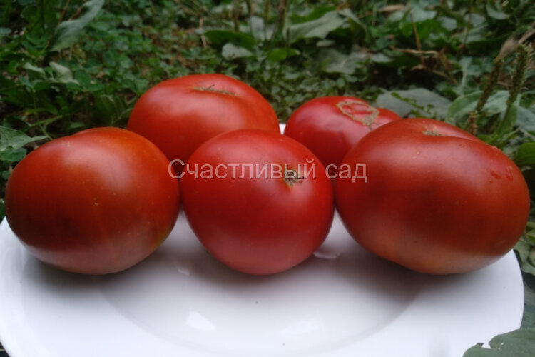 Tasmanian Chocolate (Тасманский шоколад)