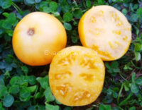 Dwarf Marong Moon (Гном Луна Маронга)