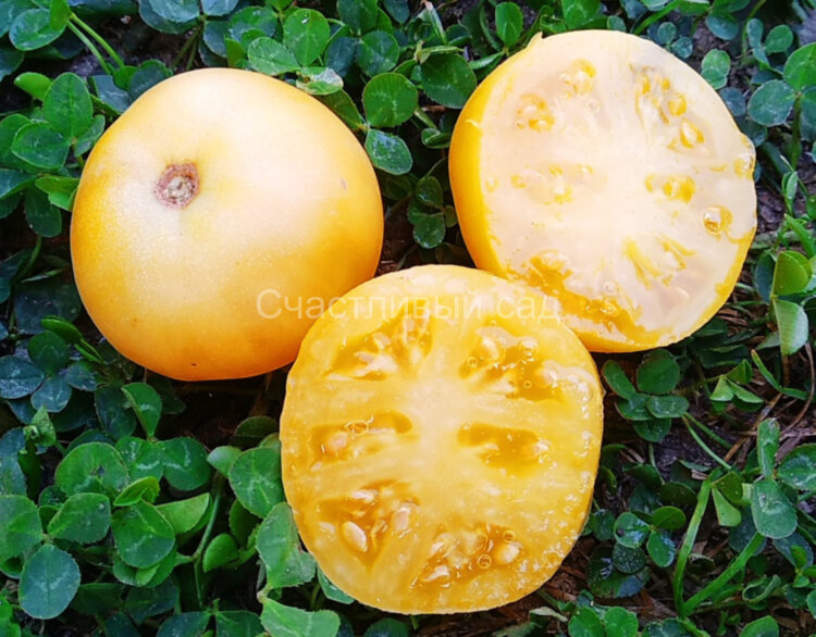 Dwarf Marong Moon (Гном Луна Маронга)