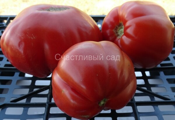 Best Bestos 1.jpg . Best Bestos