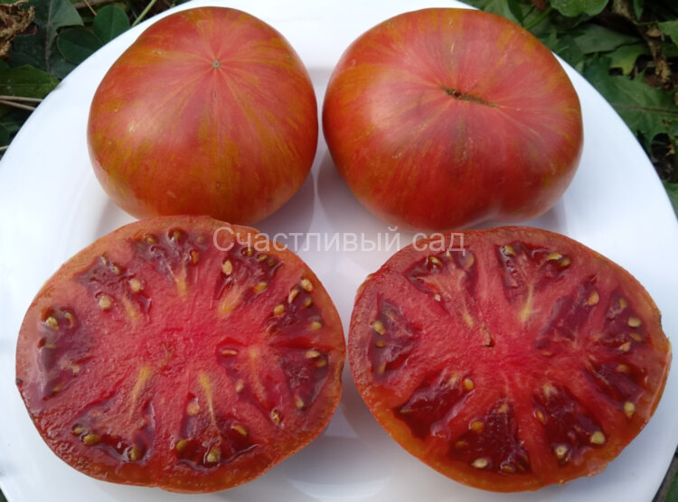 Tennessee Suited (Теннесси Подходящий) Tennessee Suited (Теннесси Подходящий)