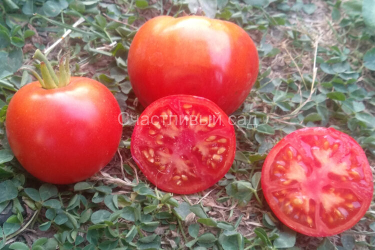 Шедевр ранний