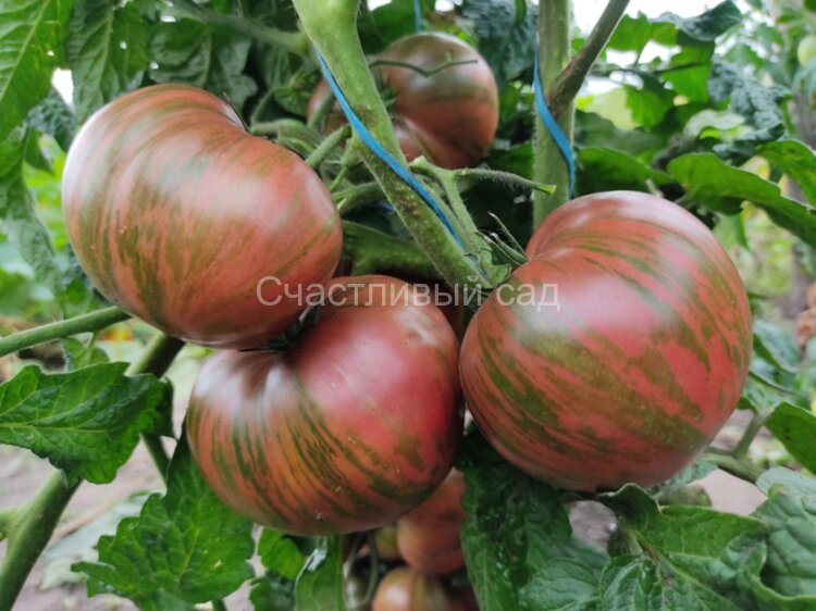 Dwarf Noah's Stripes (Гном Полосатый Ноя) Dwarf Noah's Stripes (Гном Полосатый Ноя)