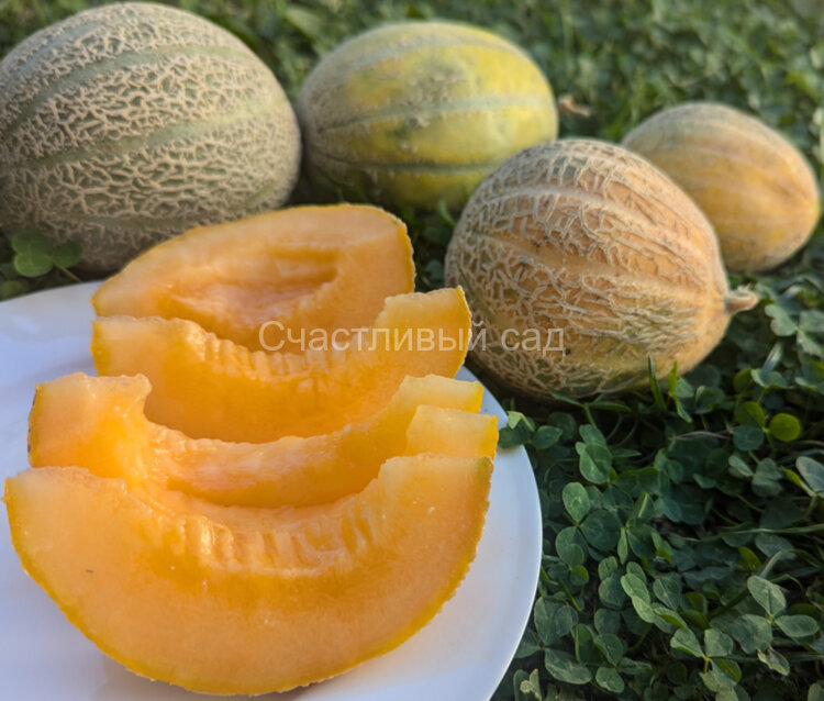 Дыня Ортолани (Ortolani)