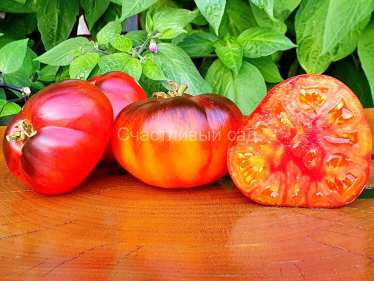 Nelumi (Нелуми)