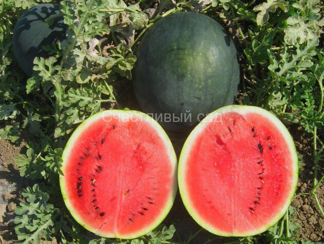 Арбуз Sugar Baby (Шуга Бейби)