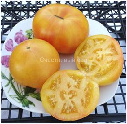 Livingston's Golden Queen (Золотая королева Ливингстона)