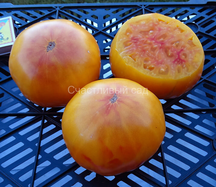 Eva’s Amish Stripe (Полосатый Евы Амиш)