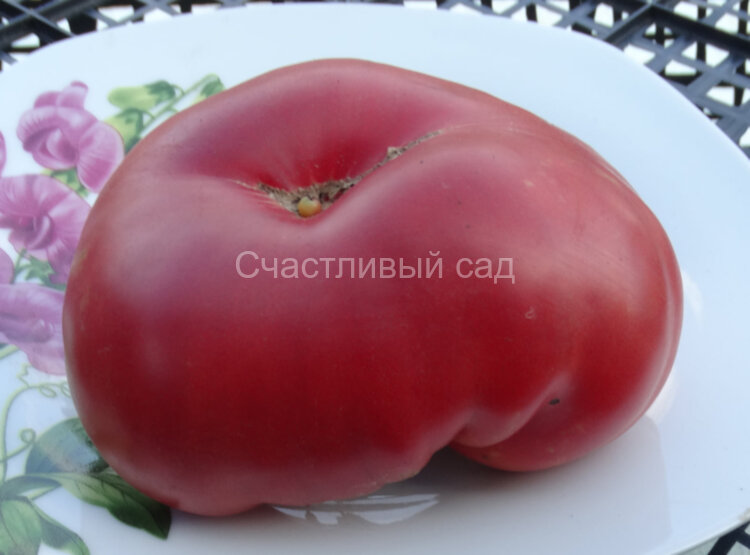 Wood’s Famous Brimmer (Известный лес Бриммер)