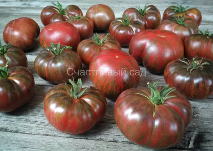 The Thong (Стринги) The Thong (Стринги)