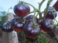 Black Beauty (Черный красавец, Черная красавица)