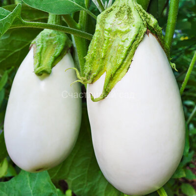 Баклажан Розовая Стелла