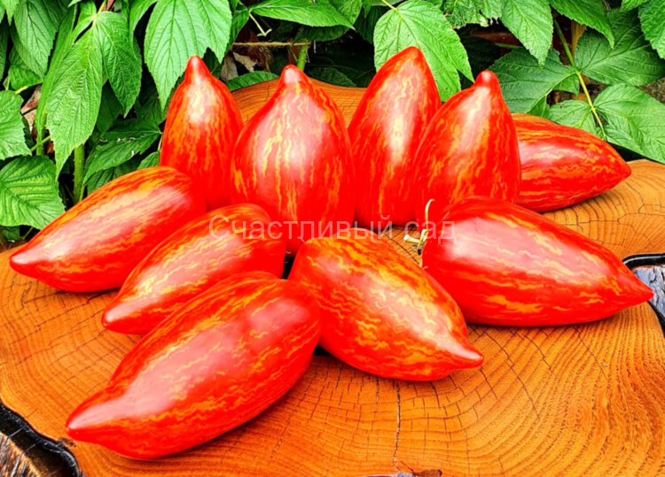 Stony brook speckled dwarf (Гном Пятнистый Каменный Ручей)