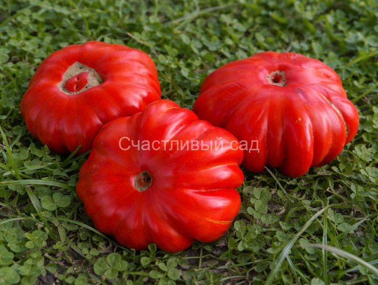 Минусинский шарпей (Minusinsky Sharpey)