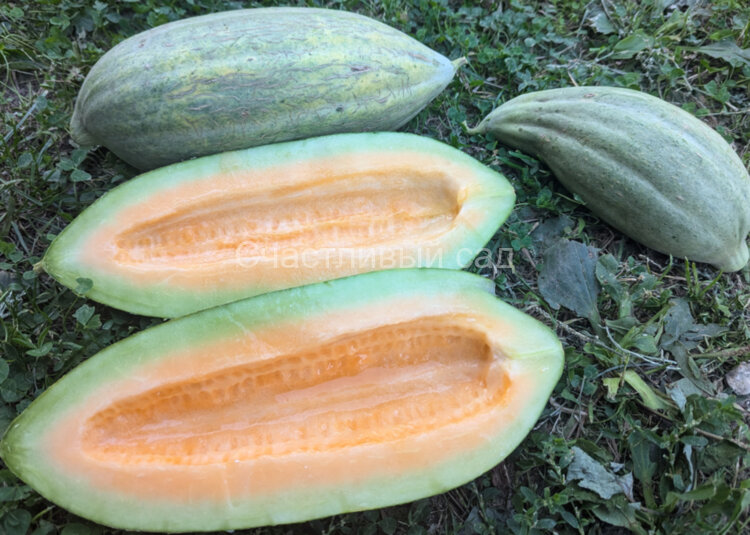 Дыня Лимонная