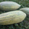Дыня Лимонная