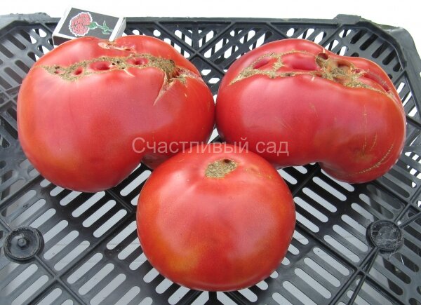 Обыкновенное чудо