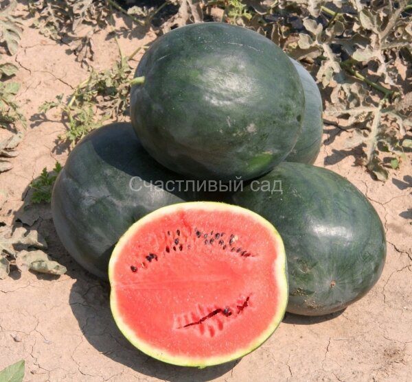 Арбуз Северное сияние