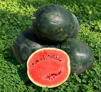 Арбуз Северное сияние