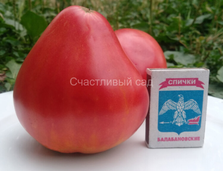 Минусинское бычье сердце Зыряновой В.П.