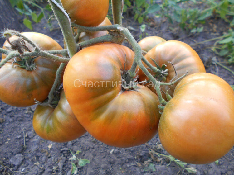 Uluru Ochre (Охра Улуру)