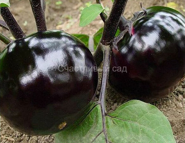 Баклажан Ронде де Валенс (Ronde de Valence) Баклажан Ронде де Валенс (Ronde de Valence)