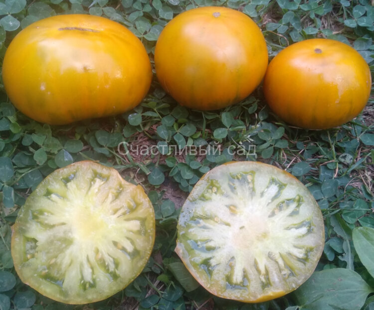 Evergreen (Вечнозелёный)