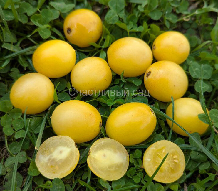 Dwarf Bendigo Moon (Гном Луна Бендиго)