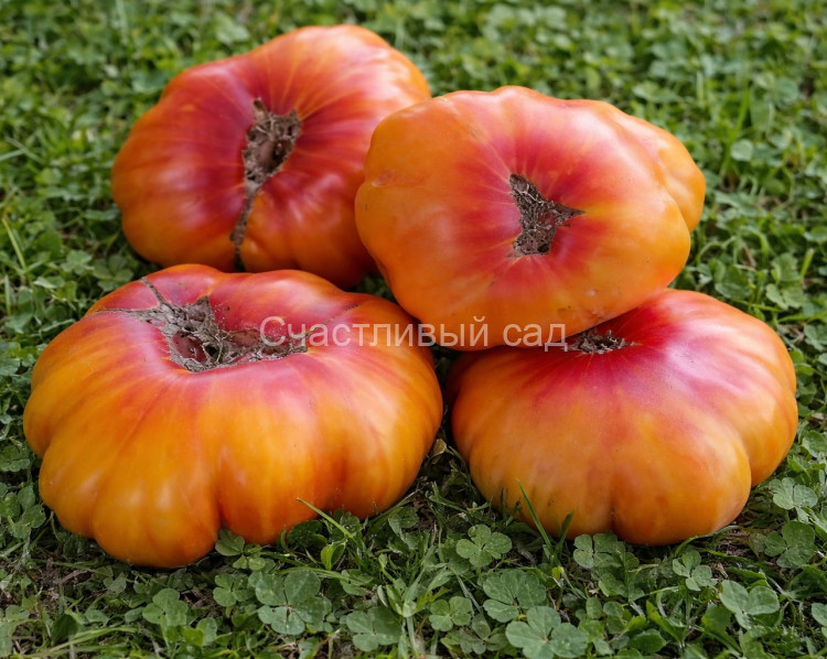 Zapotec Ananas Ribbed (Ребристый ананас Запотека)