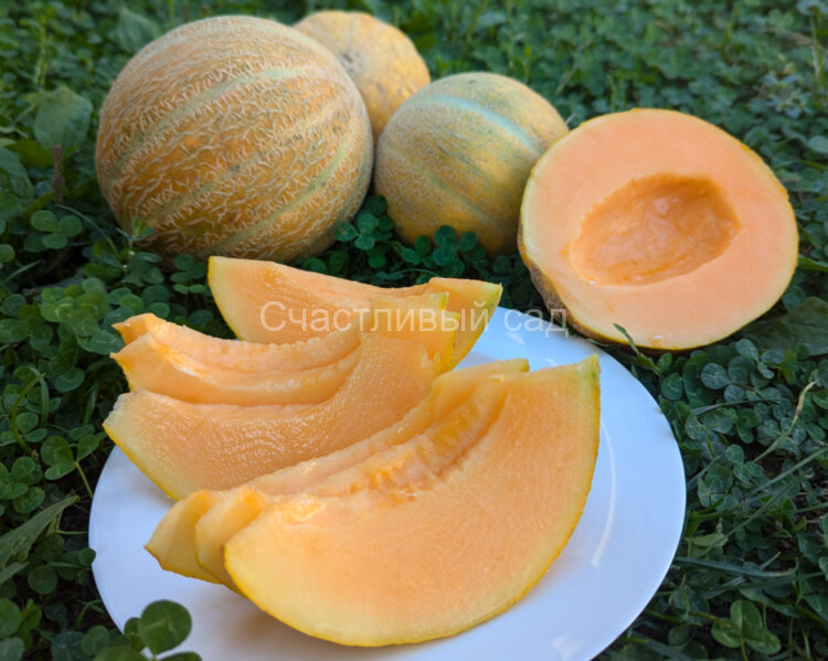 Дыня Амброзия-2