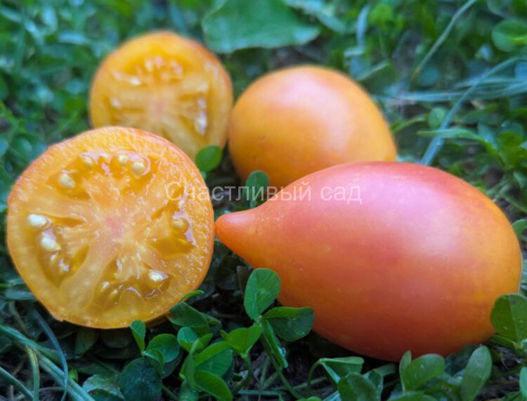 Персик каплевидный Персик каплевидный