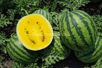 Арбуз Янусик