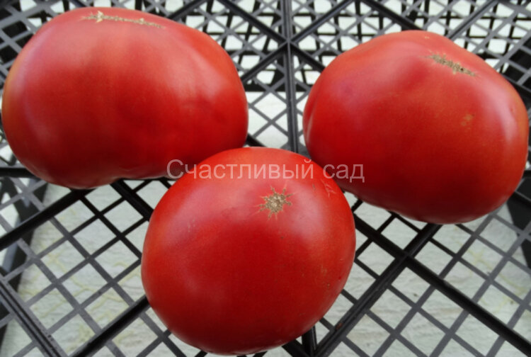 Gigantesque (Гигантескью)