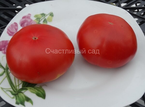 Victorian Dwarf  № 1 (Викторианский Гном № 1)