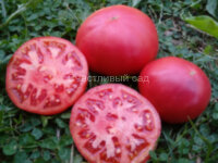 Славянский розовый