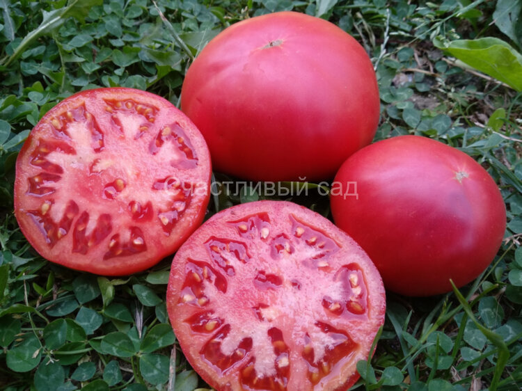 Славянский розовый