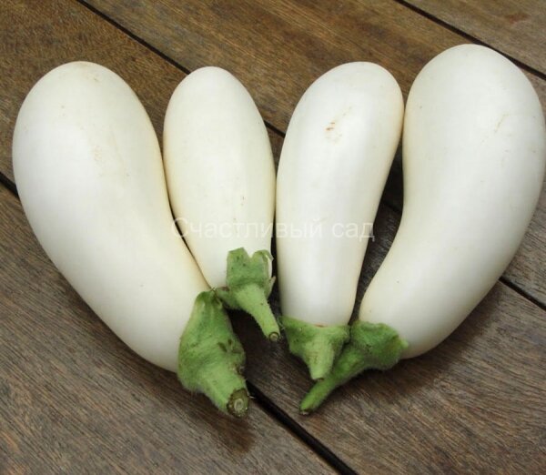 Баклажан Снежок