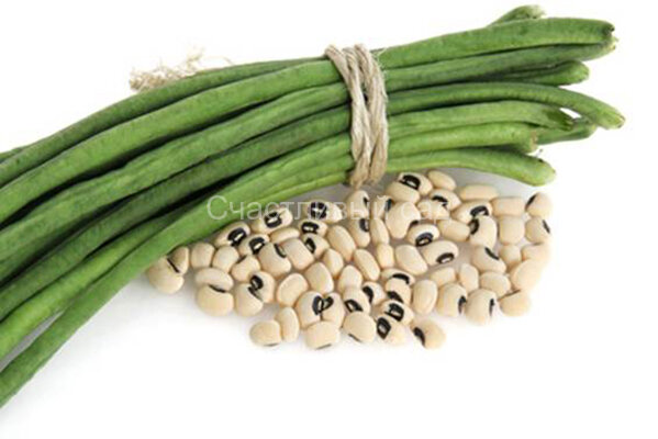 Вигна Dolico (Occhio)