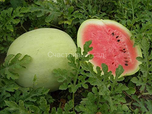 Арбуз Микки Ли (Mickey Lee)