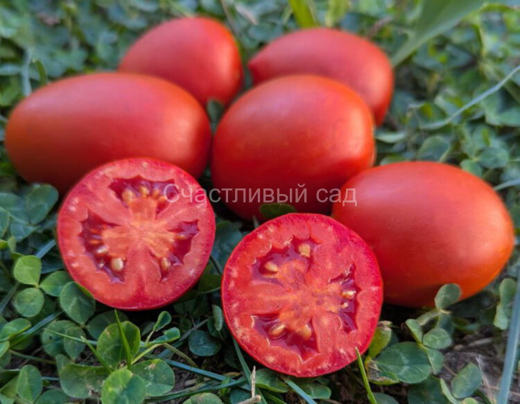 Кечкемети 549 (Kecskeméti 549)