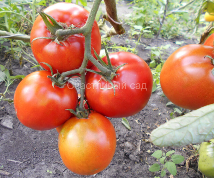 Rogero (Роджеро)