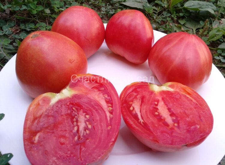 Минусинское сердце розовое Минусинское сердце розовое